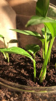 small green plants sprouting out of the soil in a glass bowl on top of dirt