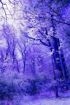 purple trees in the woods with no leaves on them