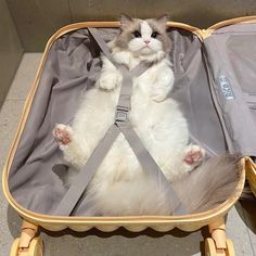 a cat is sitting in a suitcase with straps on it's back and its paws hanging out