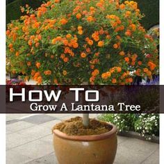 how to grow a lantana tree in a pot on the sidewalk with text overlay that reads, how to grow a lantanna tree