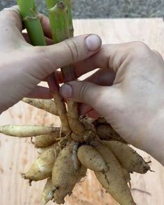 a person holding up a bunch of unripe carrots on top of a wooden table