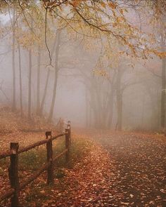 a foggy day in the woods with leaves on the ground and fenced in