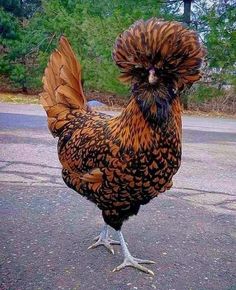 a brown and black chicken standing on top of a road