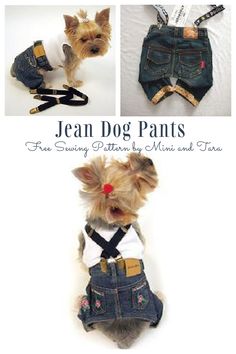 the dog is wearing overalls and jeans