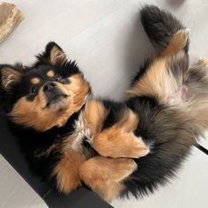 a small dog laying on its back with it's paws up to the ground