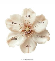 the names of different flowers are shown in this graphic above it is an image of a white flower with four petals