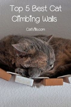 a cat sleeping on top of a cardboard box with the words top 5 best cat climbing walls