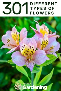 pink flowers with yellow tips and text overlay that says, 30 different types of flowers