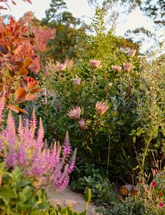 a garden filled with lots of different types of flowers