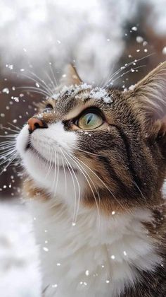 a cat looking up at the snow falling on it's face and head, with its eyes open