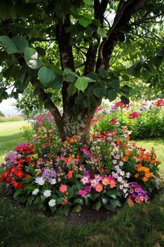 colorful flowers are growing in the middle of a flower bed under a tree on a sunny day