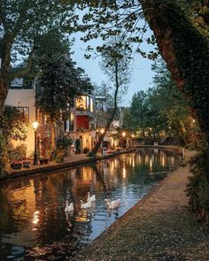 swans swimming in a canal at dusk on the side of a street with houses and trees