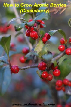 berries growing on a tree with the words how to grow an aroma berries chokeberry