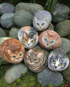 five cats are sitting on some rocks in the grass and one is looking at the camera