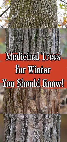 How to find, gather, and use traditionally used medicinal trees with useable bark that can be harvested even in the middle of winter! Medicinal Trees, Medicinal Herbs Remedies, Natural Healing Herbs, Medicinal Weeds, Medicine Garden, Herbal Medicine Recipes, Diy Herbal Remedies, Herbal Remedies Recipes, Foraging Recipes