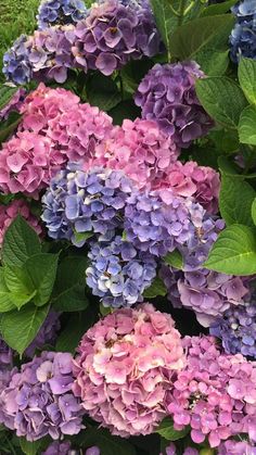 purple and blue flowers with green leaves