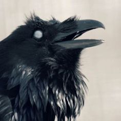 a close up of a black bird with its beak open