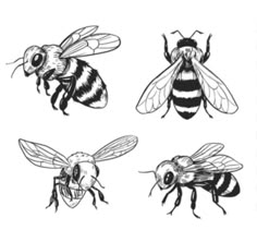 four bees are shown in black and white, with one bee on the left side