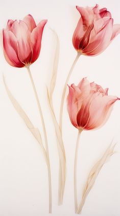 three pink tulips on a white background with long stems in the foreground