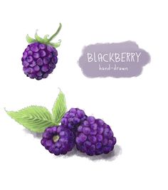 two purple berries with green leaves are shown on a white background and the words blackberry hand - drawn above it