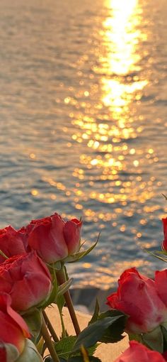 red roses are in front of the water at sunset with the sun reflecting on the water