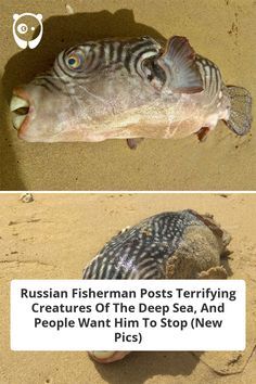 two pictures of fish with captions in russian and english, one is dead the other is dead