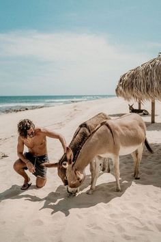 a man kneeling down next to two donkeys on the beach