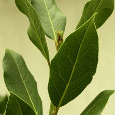 a plant with green leaves in front of a wall