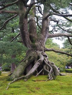 a very large tree that is in the grass