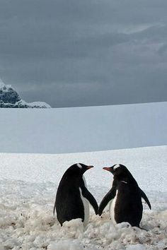 two penguins standing in the snow facing each other