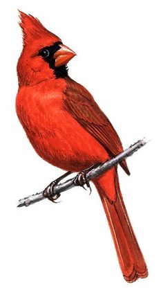 a red bird sitting on top of a barbed wire fence next to a white background