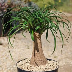 a potted plant with green leaves in it