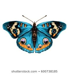 a blue butterfly with orange and yellow markings on its wings stock photo, images and royalty