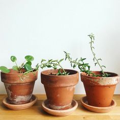 three clay pots with plants in them sitting on a table