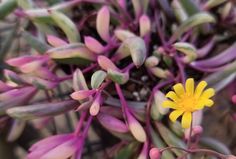 a small yellow flower surrounded by purple flowers