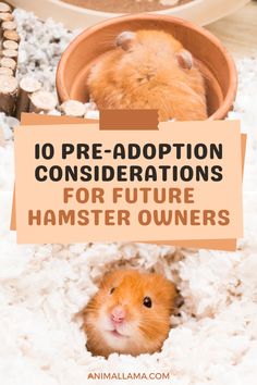 two hamsters in their habitat with the text 10 pre - adoption conditions for future hamster owners