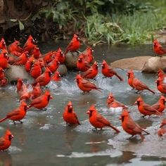 a flock of red birds standing on top of a body of water