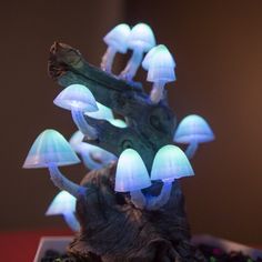 a group of mushrooms sitting on top of a table