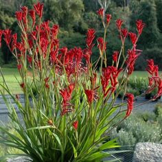 red flowers are growing in a rock garden