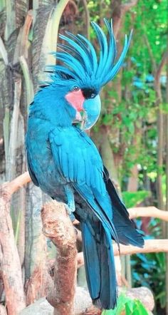 a blue bird with long feathers sitting on a branch