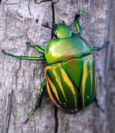 a green beetle sitting on top of a wooden tree