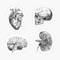 four different views of the human heart and brain sticker set on a white background