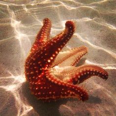 an orange and white starfish laying on top of the ocean floor in shallow water