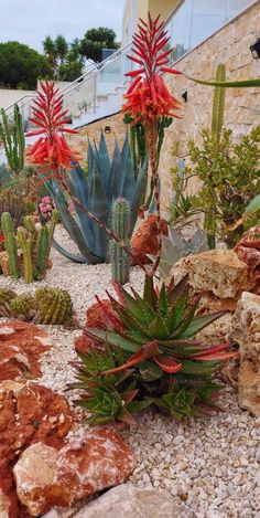 an assortment of plants and rocks in front of a building