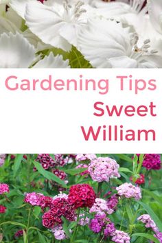 white and pink flowers with the words gardening tips sweet william on it's side