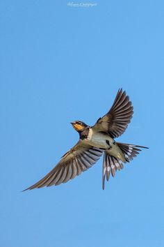 Barn swallow flight.. Let lastovičky .. Flight, Birds, Animals, Photography