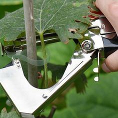 someone is cutting the leaves off of a plant with scissors