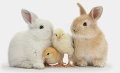 three rabbits and two chicks sitting next to each other in front of a white background