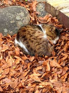 a cat is curled up in the leaves