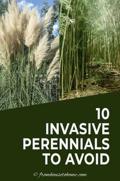 Beautiful Invasive Plants You Do Not Want In Your Garden Flower Species, Japanese Inspired Garden, Bamboo Species, Wisteria Plant, Perennial Grasses, Full Sun Perennials, Trees And Flowers